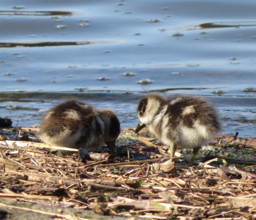 Nilgans023
