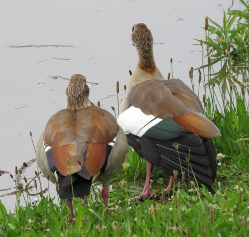 Nilgans024