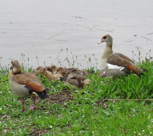 Nilgans025