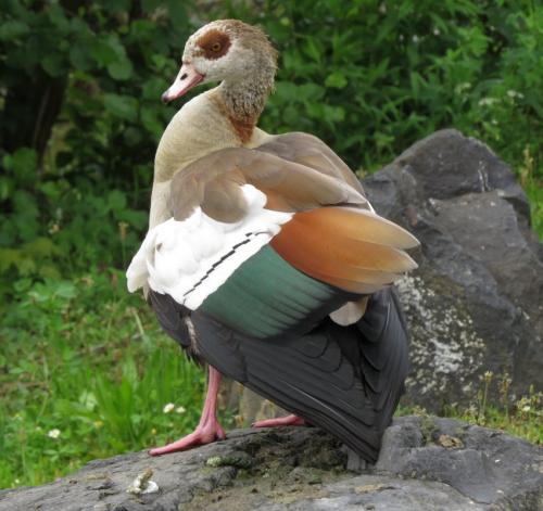 Nilgans026
