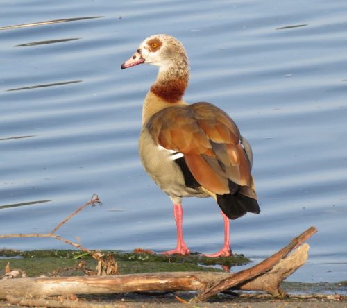 Nilgans027