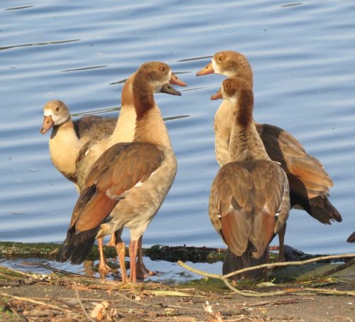 Nilgans028