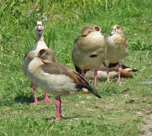 Nilgans031
