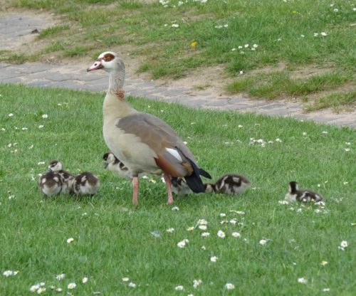 Nilgans032