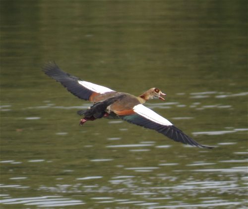 Nilgans035