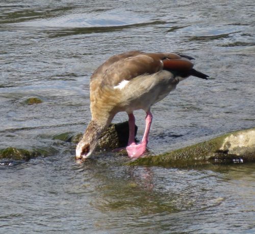 Nilgans036