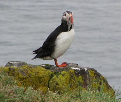 Papageientaucher002