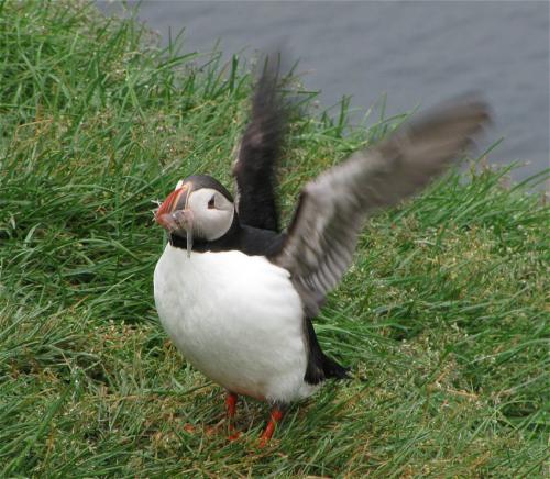 Papageientaucher004