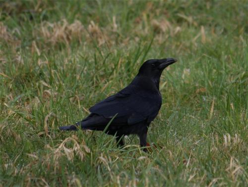 Rabenkraehe004