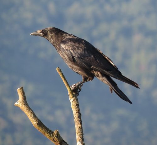 Rabenkraehe022