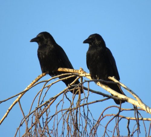 Rabenkraehe026
