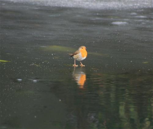 Rotkehlchen004