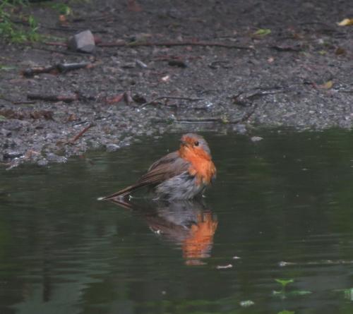 Rotkehlchen015