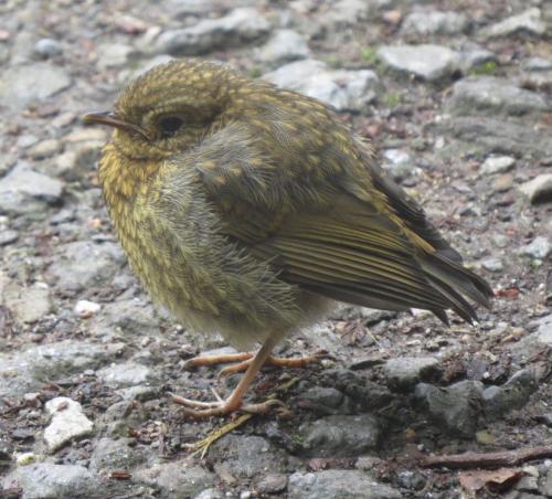 Rotkehlchen017