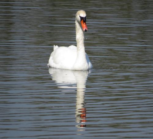 Schwan002