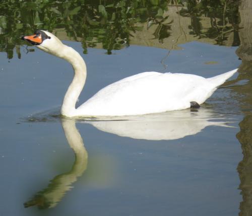 Schwan011