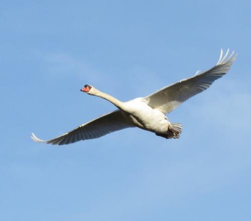 Schwan015