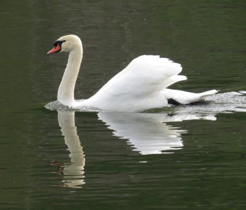 Schwan027