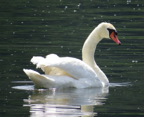 Schwan029