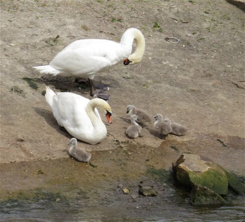 Schwan030