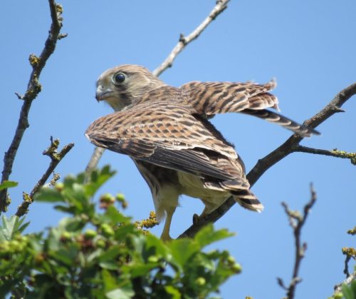Turmfalke050