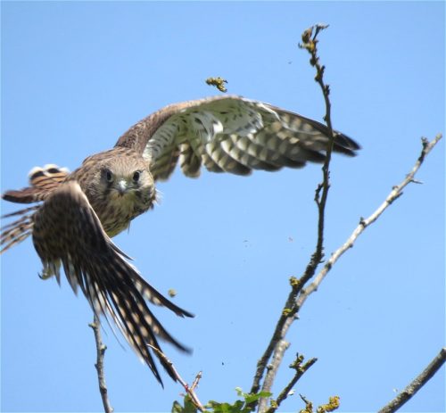 Turmfalke052