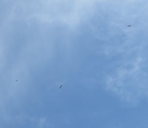 Weissstorch034