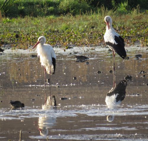 Weissstorch035