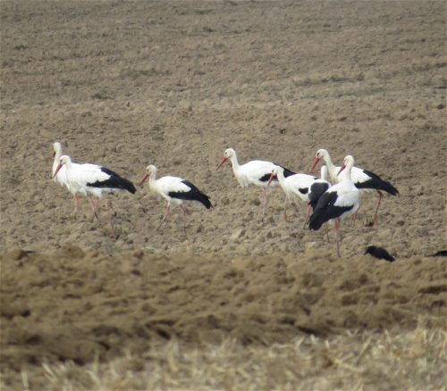 Weissstorch039