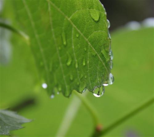 Waterdrops006