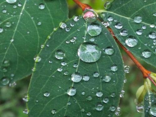 Waterdrops035