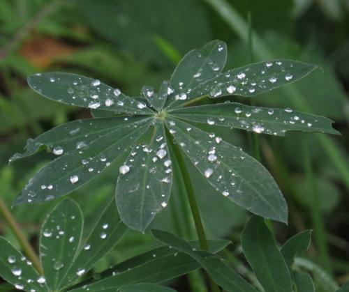 Waterdrops057