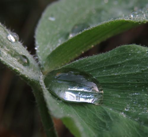 Waterdrops069