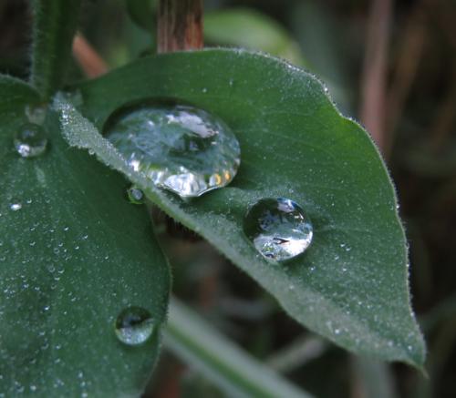 Waterdrops071