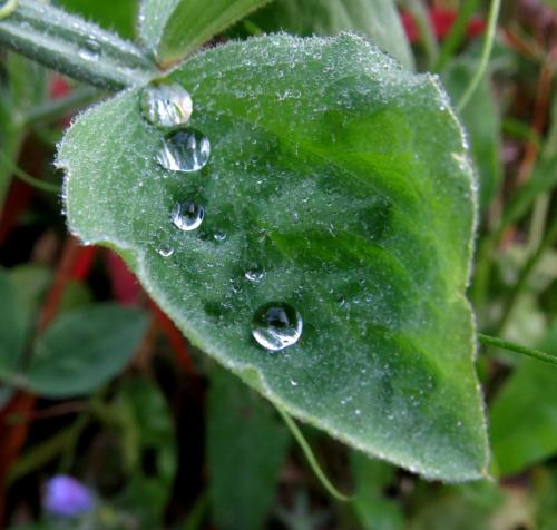 Waterdrops072