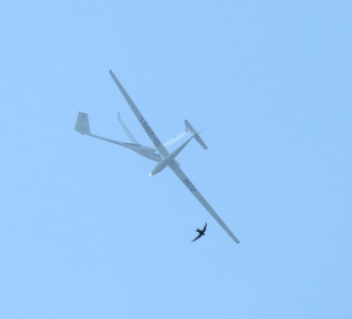 2021 002 D-2951
