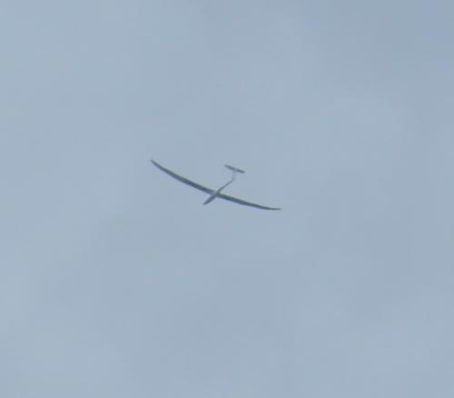 Glider-D-4843-01