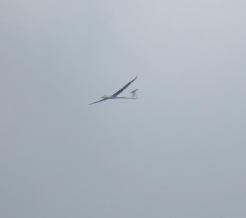 Glider-D-4872-01