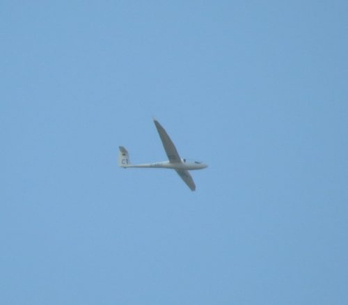 Glider-D-4957-01