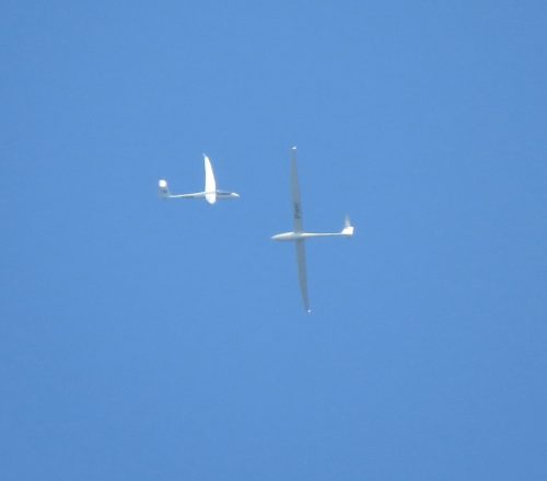 Glider-D-6897-01