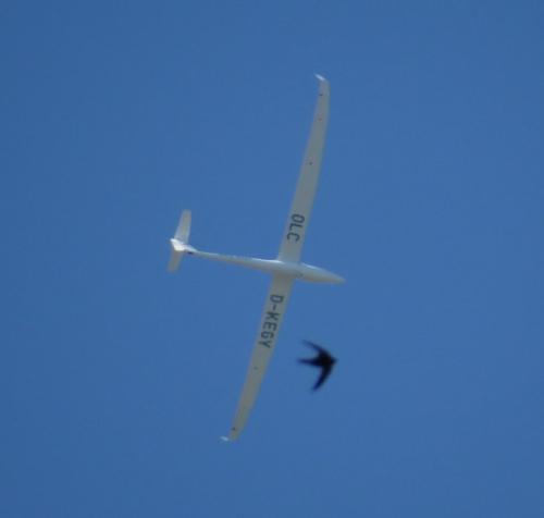 Glider-D-KEGY-03