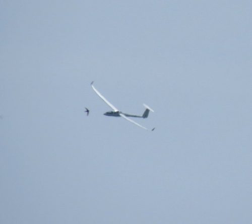 Glider-D-KUPO-01
