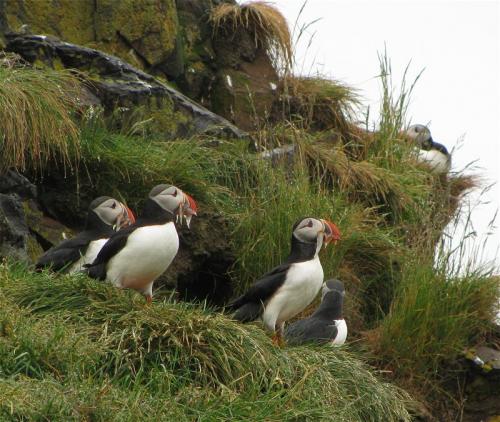 Iceland-Puffins200901