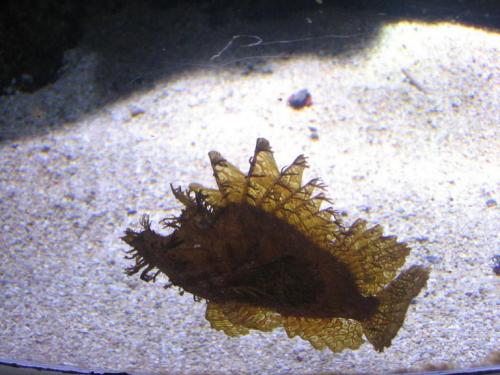 2005Sylt04
