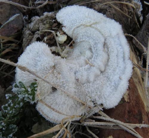 002-11.01.2024 Frost-und-Schnee04