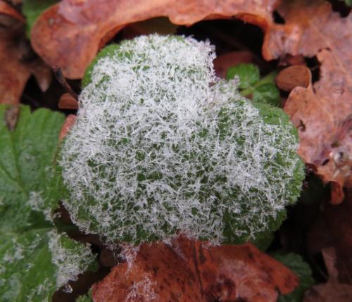 003-13.01.2024 Frost-und-Schnee14