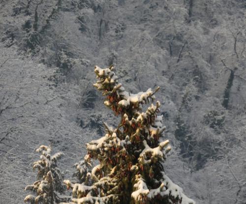 002-180124 Eisregen-und-Schnee11