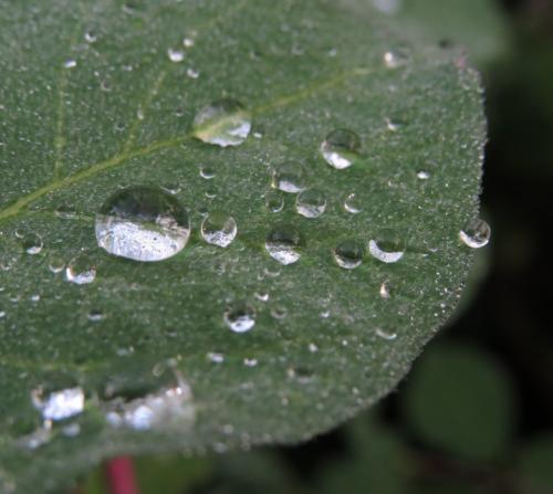 Waterdrops068